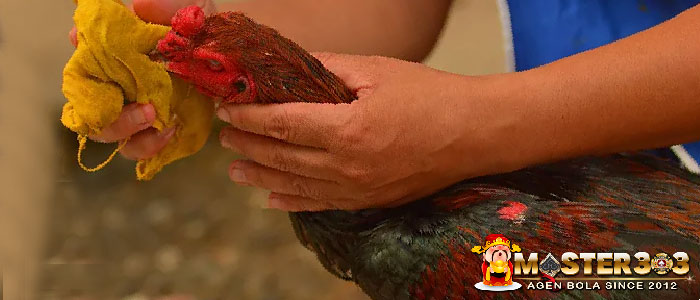 Perawatan Ayam Bangkok Usai Bertarung
