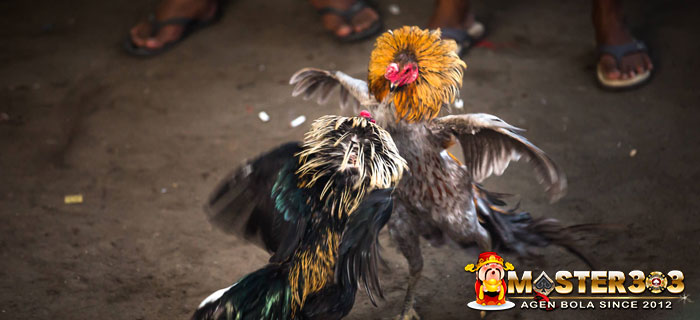 Sejarah Sabung Ayam Bangkok Derajat